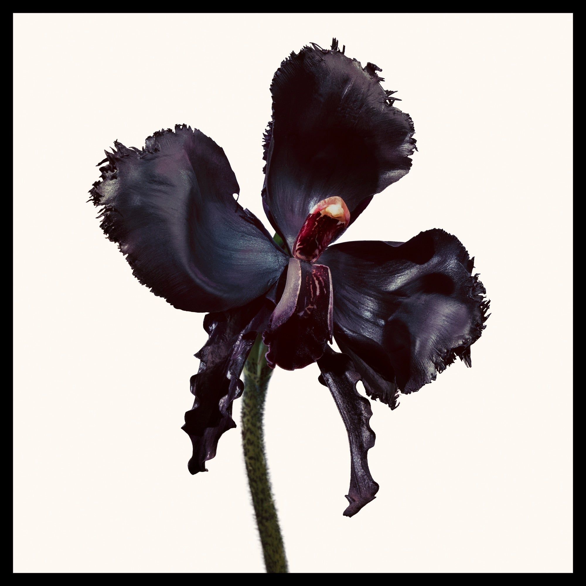 Black Orchid Reserve Parfum - Image 8